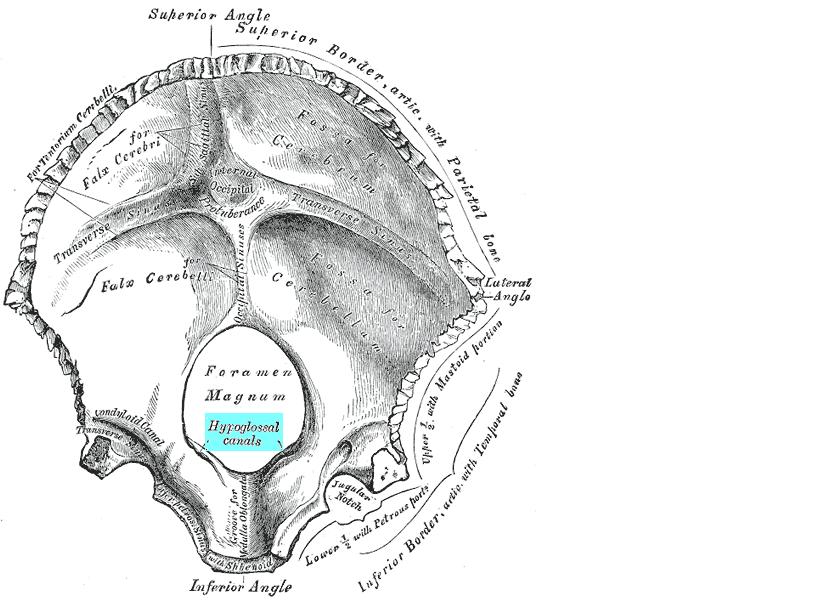hypoglossal canal